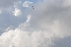 Bremserfest_Bellas_Geo_2015__(15)