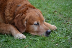 Bremserfest_Geo_2015_(3)