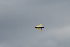 IMG_7044