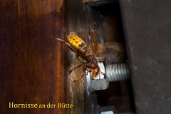 IMG_2730b